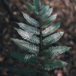 2003年双色球开奖历史回顾与结果查询 03158s43