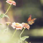 3D开奖号725惊喜揭晓,精准预测再创佳绩 cwp2fo6r4