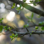 2005036期双色球开奖号码正式公布 v40p8j